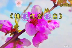 桃花红杏花白mp3,春日花语里的浪漫旋律